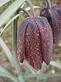 Fritillaria nigra 003