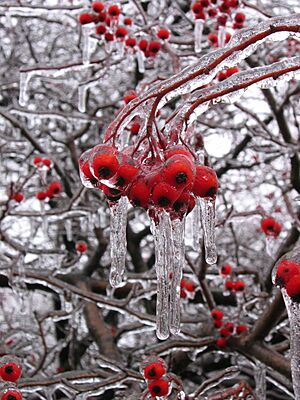 Frozen rain covering hawthorn berries