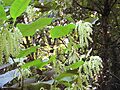 GiantKnotweed053