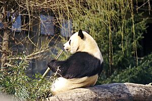 Giant Panda 2004-03-1