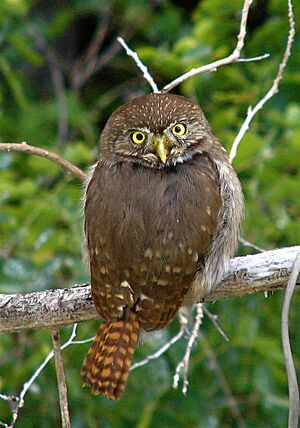Glaucidium brasilianum de Mexico