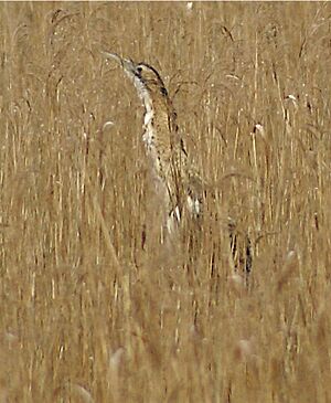 Great Bittern at Minsmere by flickr user putneymark