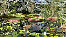 Greenhouse 28. Victor Greenhouse