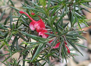 Grevillea Clearview David
