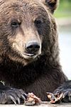 Grizzly Bear Alaska