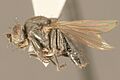 Helaeomyia.petrolei.imago.-.sbmnh