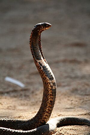 Hemachatus-1
