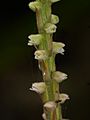 Hetaeria oblongifolia 10064635