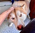 Heterochromia sled dog