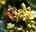 Honeybee (Apis mellifera) pollinating Avocado cv