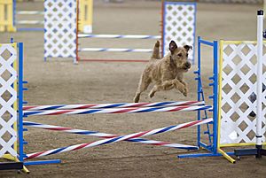 Irish Terrier agility jump