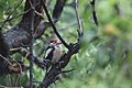 Juvenile male Great Spotted Woodpecker, 18 June 2021