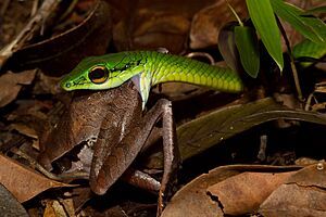 Leptophis ahaetulla Snake Eating a Frog (Craugastor gollmeri)
