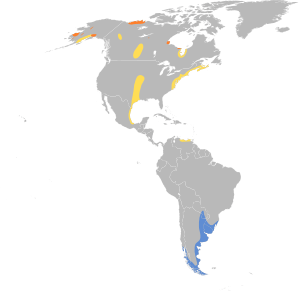 Limosa haemastica map.svg