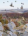Linnet from the Crossley ID Guide Britain and Ireland