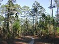 Longleaf 8246