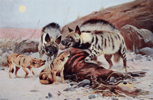 Lydekker hyenas and jackals