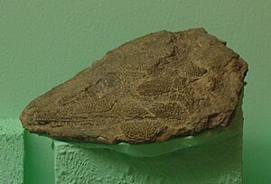 Lydekkerina huxleyi