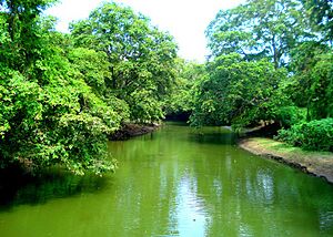 Malwatu River in the North Central Province of Sri Lanka