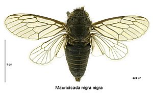 Maoricicada nigra nigra male