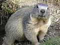 Marmota marmota Alpes2