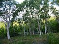 Melaleuca acacioides 01