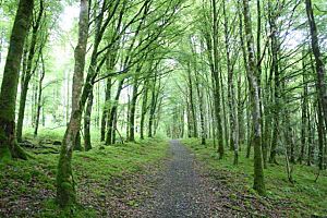 Mullaghmeen Forest Westmeath Ireland