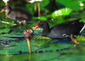 NRCSHI03022 - Hawaii (2109)(NRCS Photo Gallery)