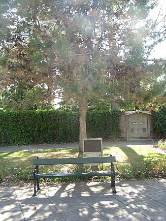 NWMSA-WWI-LonePine-tree