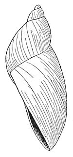 Novisuccinea chittenangoensis shell 2