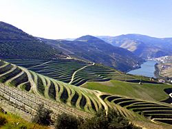 Oporto terraced vineyards