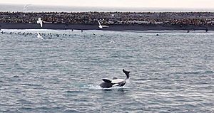 Orca feeding at Bogoslof Island