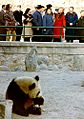 PN views panda