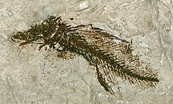 Percichthyidae - Maccullochella macquariensis