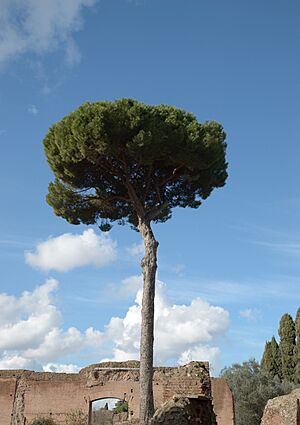 Pinus pinea and ruins on Palatine Hill.jpg