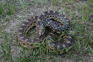 Pituophis catenifer sayi 003