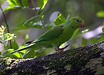 Plain Parakeet (Brotogeris tirica)-5