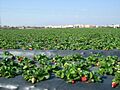 Plasticulture