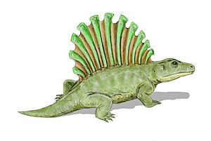 Platyhystrix BW