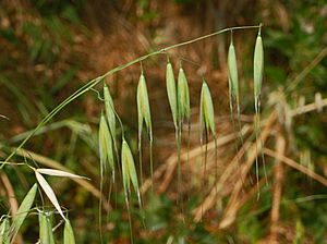 Poaceae - Avena barbata (8304690940).jpg