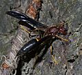 Polistes annularis P1280186a