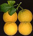 Poncirusfruits2001HD