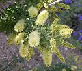 Prosopis pubescens inflorescence 2003-06-02