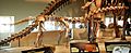 Rapetosaurus-mount-at-field-museum