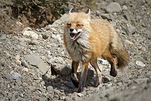 Red Fox Near Highway Pass (7956342478)