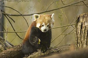 Red Panda ( Ailurus Fulgens )