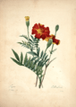 Redouté, P.J., Choix des plus belles fleurs et des plus beaux fruits, t. 99 (1827)