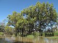 River Cooba - Acacia stenophylla in Macquarie Marshes 01