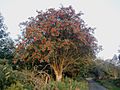 Rowan tree 20081002b
