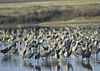 Sandhill cranes at Muleshoe NWR